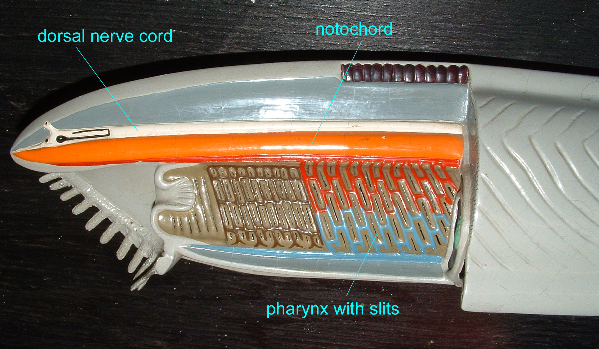 chordates-characteristics-dorsal-hollow-nerve-cord-classification